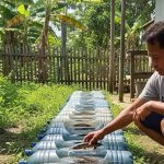 Budidaya Ikan Gabus dalam Galon Bekas, Sederhana dan Praktis untuk Pemula