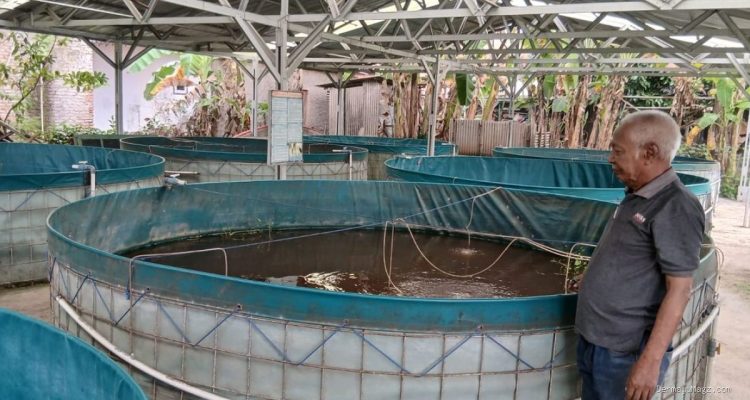 Budidaya Ikan Nila Bioflok TP-PKK Sumbermulya Cegah Stunting