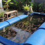 Budidaya Lele di Drum Plastik Bekas: Solusi Praktis dan Hemat Lahan