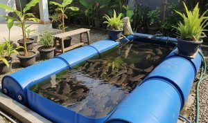 Budidaya Lele di Drum Plastik Bekas: Solusi Praktis dan Hemat Lahan