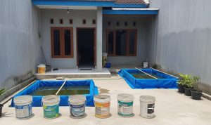 Budidaya Lele di Halaman Cor: Tumbuh Optimal, Panen Melimpah