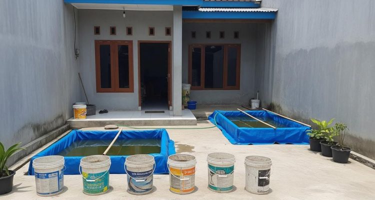 Budidaya Lele di Halaman Cor: Tumbuh Optimal, Panen Melimpah