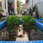 Budidaya Lobster Air Tawar dan Kangkung Air di Kolam Terpal