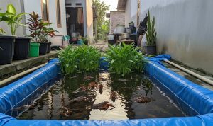 Budidaya Lobster Air Tawar dan Kangkung Air di Kolam Terpal