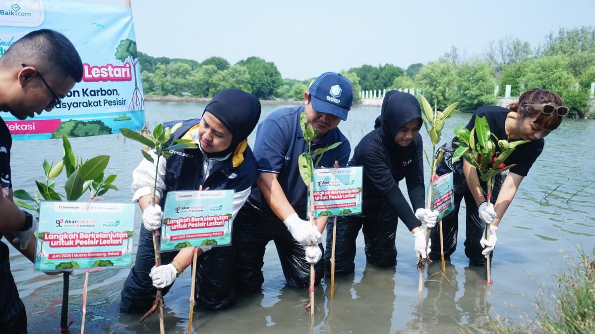 Bukalapak Bersinergi dengan Visi Jaya dan Pelindo untuk Penanaman Mangrove