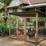 Cara Membuat Kandang Ayam Mini dari Jaring yang Praktis, Ini Inspirasi Desainnya