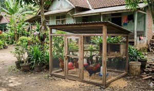 Cara Membuat Kandang Ayam Mini dari Jaring yang Praktis, Ini Inspirasi Desainnya