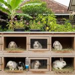 Cara Membuat Kandang Kelinci Mini dari Rak Bekas yang Nyaman