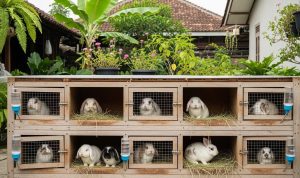 Cara Membuat Kandang Kelinci Mini dari Rak Bekas yang Nyaman