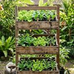 Cara Membuat Rak Bibit Sayur dari Peti Buah Bekas untuk Berkebun Ramah Lingkungan