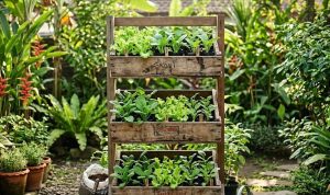 Cara Membuat Rak Bibit Sayur dari Peti Buah Bekas untuk Berkebun Ramah Lingkungan