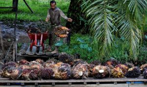 CPO Wajib Lapor BUMN, Pembeli Cemas?