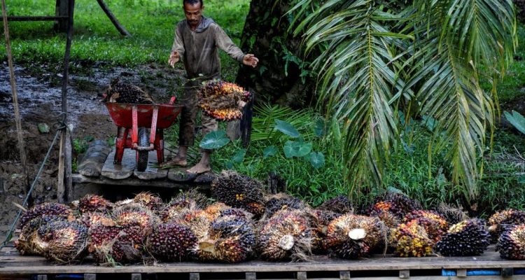 CPO Wajib Lapor BUMN, Pembeli Cemas?