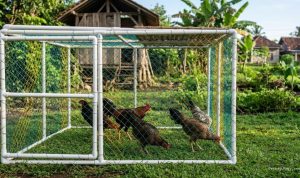 Desain Kandang Ayam Umbaran Portable: Solusi Fleksibel untuk Lahan Terbatas