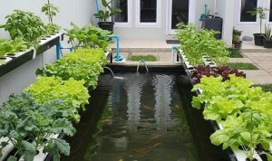 Desain Pertanian Terpadu Sederhana untuk Halaman Belakang Rumah