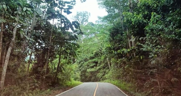 Dishut Kaltim Paparkan 5 Prioritas Lestarikan Ekosistem Hutan