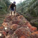 Harga Minyak Sawit Turun Drastis, Petani Mandiri Terkena Dampak Terbesar