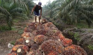 Harga Minyak Sawit Turun Drastis, Petani Mandiri Terkena Dampak Terbesar