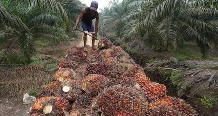 Harga Minyak Sawit Turun Drastis, Petani Mandiri Terkena Dampak Terbesar