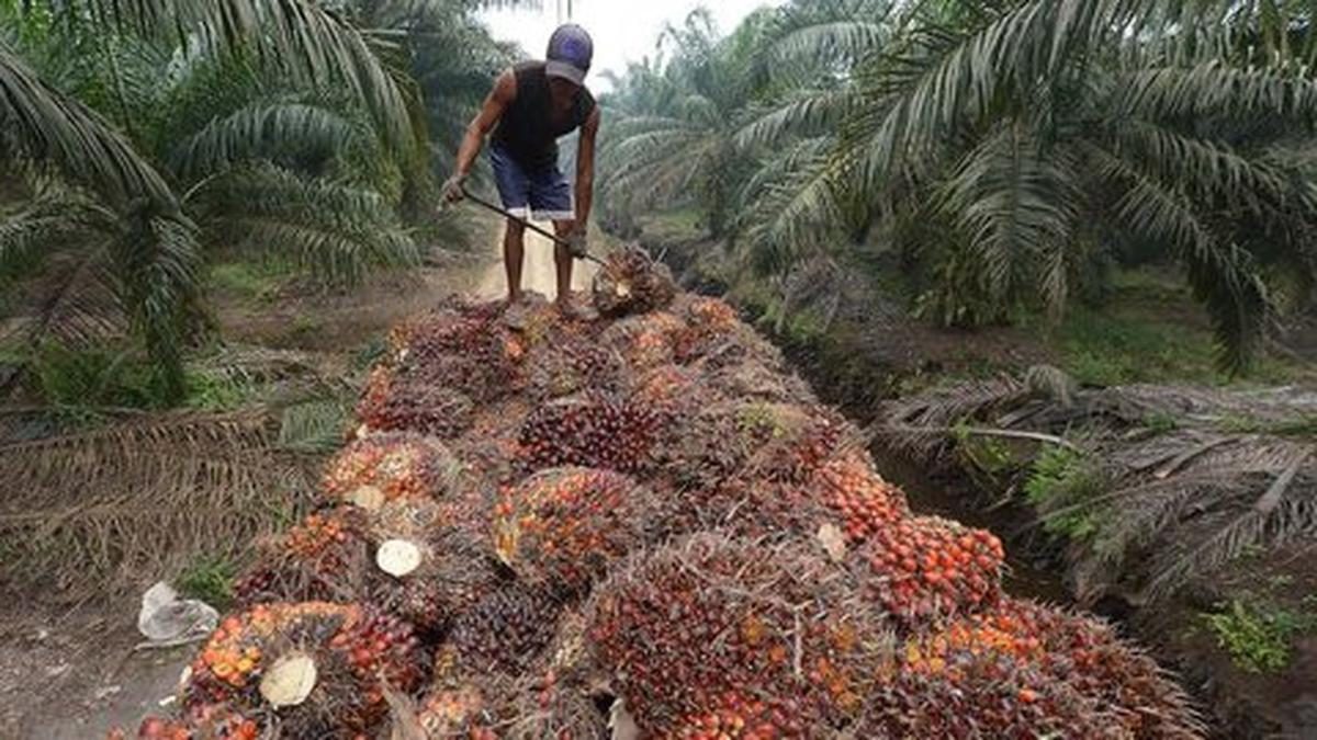 Harga Minyak Sawit Turun Drastis, Petani Mandiri Terkena Dampak Terbesar