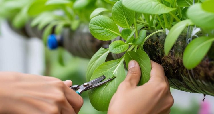 Ide Kebun Gantung Unik dari Barang Bekas untuk Stok Sayur Harian