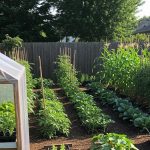 Ide Kebun Sayur di Lahan Sempit untuk Kebutuhan Harian