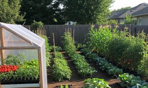 Ide Kebun Sayur di Lahan Sempit untuk Kebutuhan Harian