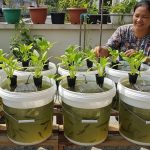 Ide Ternak Hewan Kecil di Ember untuk Ibu Rumah Tangga