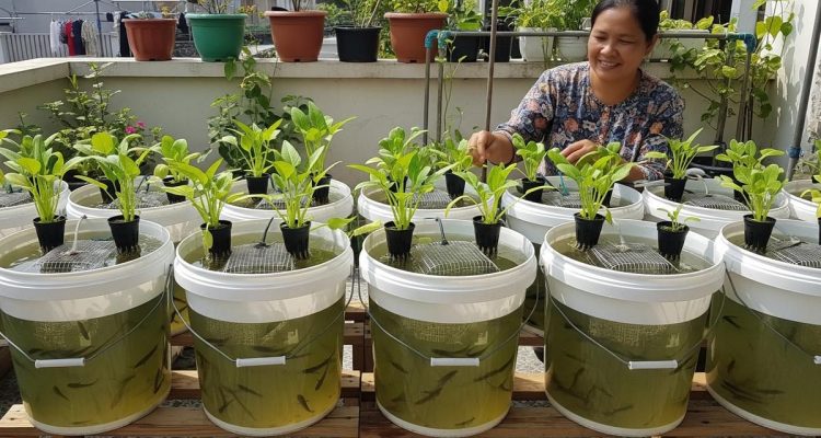 Ide Ternak Hewan Kecil di Ember untuk Ibu Rumah Tangga