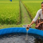 Ide Ternak Ikan Kolam Terpal untuk Ibu Rumah Tangga Dekat Sawah