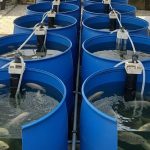 Ide Ternak Mini Hemat Lahan dengan Drum Plastik Bekas