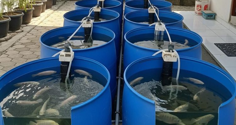 Ide Ternak Mini Hemat Lahan dengan Drum Plastik Bekas