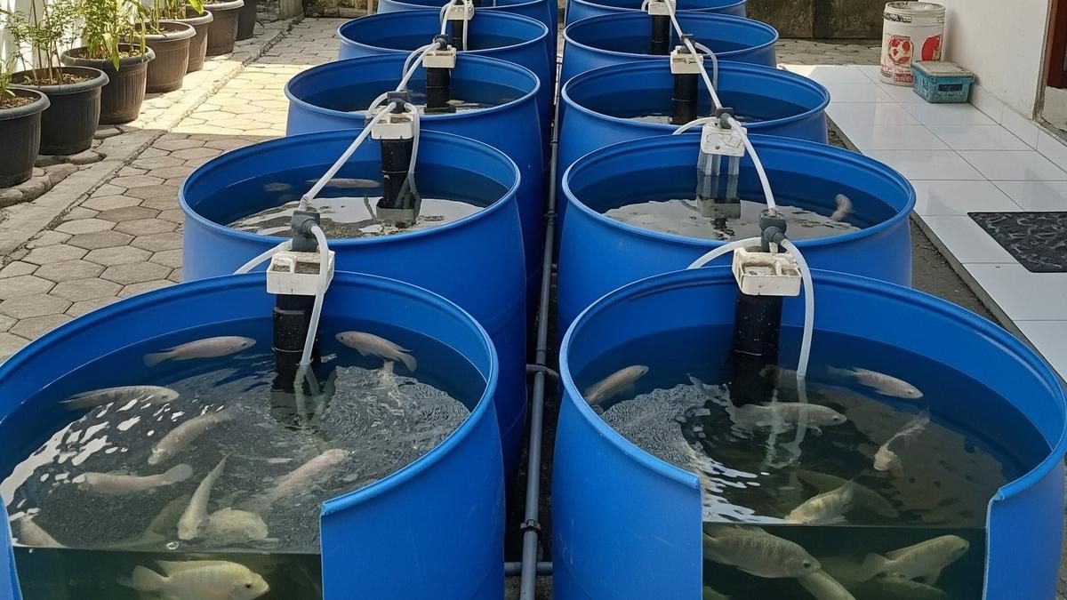 Ide Ternak Mini Hemat Lahan dengan Drum Plastik Bekas