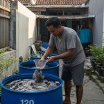 Ikan Air Tawar Paling Diminati Pedagang dan Rumah Makan, Mudah Dibudidayakan
