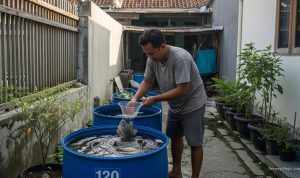 Ikan Air Tawar Paling Diminati Pedagang dan Rumah Makan, Mudah Dibudidayakan