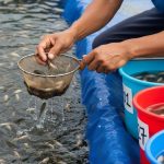 Ikan Kolam Terpal yang Cepat Tumbuh dan Menguntungkan untuk Pemula