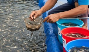 Ikan Kolam Terpal yang Cepat Tumbuh dan Menguntungkan untuk Pemula