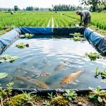 Ikan Peliharaan Ideal untuk Kolam Terpal Dekat Sawah