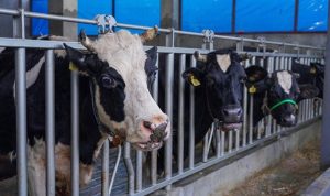 Indonesia Perlu Ribuan Sapi Perah untuk Capai Swasembada Susu