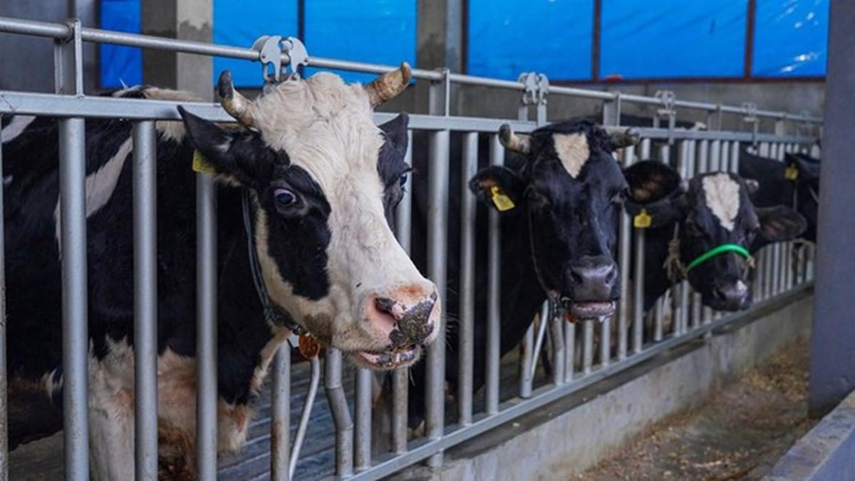 Indonesia Perlu Ribuan Sapi Perah untuk Capai Swasembada Susu