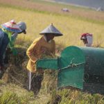 Indonesia Pertama Terapkan Teknologi Adepidyn untuk Padi