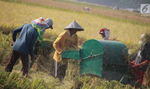 Indonesia Pertama Terapkan Teknologi Adepidyn untuk Padi
