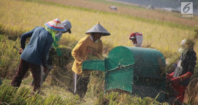 Indonesia Pertama Terapkan Teknologi Adepidyn untuk Padi