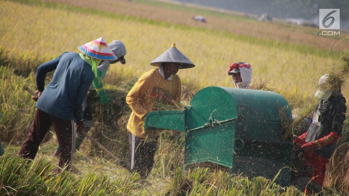Indonesia Pertama Terapkan Teknologi Adepidyn untuk Padi
