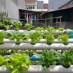 Inspirasi Kebun Sayur IRT Padat Panen untuk Rumah Sederhana yang Produktif