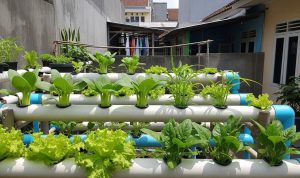 Inspirasi Kebun Sayur IRT Padat Panen untuk Rumah Sederhana yang Produktif