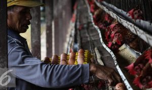 Jurus Mendag Jaga Harga Telur