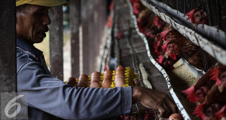 Jurus Mendag Jaga Harga Telur