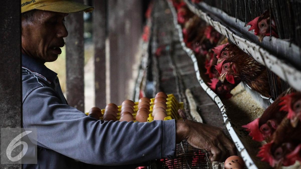 Jurus Mendag Jaga Harga Telur