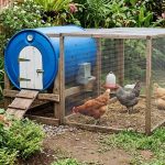 Kandang Ayam Drum atau Kayu, Mana yang Lebih Tahan Lama dan Ekonomis?